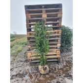 Prunus (Prunus laurocerasus 'Genolia'  ®) 160/180 cm