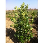 Prunus (Prunus laurocerasus 'Rotundifolia') 180/200 cm