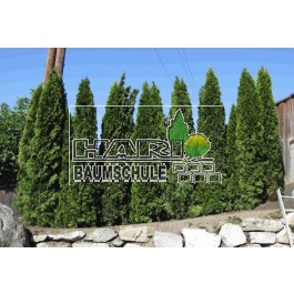 Thuja Smaragd 300/350 cm