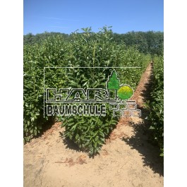 Prunus (Prunus laurocerasus 'Genolia'  ®)180/200 cm
