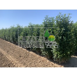 Prunus (Prunus laurocerasus 'Genolia'  ®) 200/220 cm