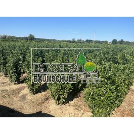 Prunus (Prunus laurocerasus 'Genolia'  ®) 140/160 cm
