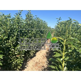 Prunus (Prunus laurocerasus 'Genolia'  ®) 160/180 cm