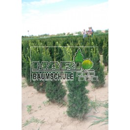 Taxus (Taxus media Hicksii) 60/80 cm