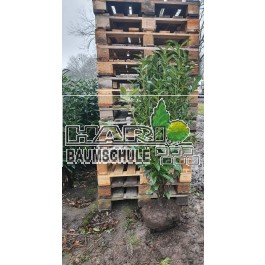 Prunus (Prunus laurocerasus 'Genolia'  ®) 120/140 cm