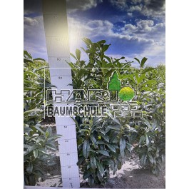 Prunus (Prunus laurocerasus 'Genolia' ®) 80/100 cm