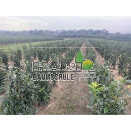 Prunus (Prunus laurocerasus 'Genolia' ®) 100/120 cm