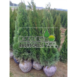 Thuja Smaragd 150/160 cm