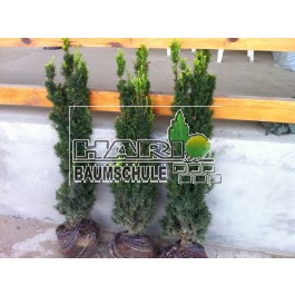 Taxus (Taxus media Hicksii) 100/125 cm