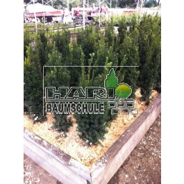 Taxus (Taxus media Hicksii) 80/100 cm