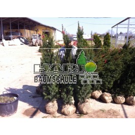 Taxus (Taxus media Hicksii) 150/175 cm