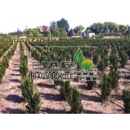 Taxus (Taxus media 'Hillii') 60/80 cm