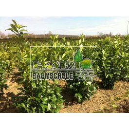 Prunus (Prunus laurocerasus 'Rotundifolia') 140/160 cm