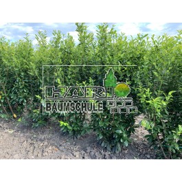 Prunus (Prunus laurocerasus 'Novita') 180/200 cm - 75 cm Breit