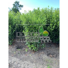Prunus (Prunus laurocerasus 'Caucasica') 180/200 cm - 75 cm Breit
