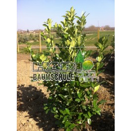 Prunus (Prunus laurocerasus 'Rotundifolia') 180/200 cm