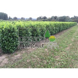 Prunus (Prunus laurocerasus 'Rotundifolia') 160 cm FERTIGHECKE 1 lfm!