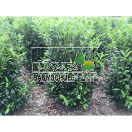 Prunus (Prunus laurocerasus 'Caucasica') 160 cm FERTIGHECKE 1 lfm!