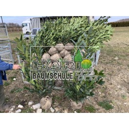 Prunus (Prunus laurocerasus 'Caucasica') 125/150 cm