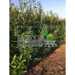 Prunus (Prunus laurocerasus 'Caucasica') 220/240 cm FERTIGHECKE 1 lfm!