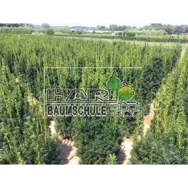 Taxus (Taxus media Hicksii) 125/140 cm