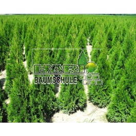 Thuja Smaragd 110/125 cm