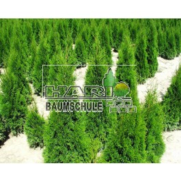 Thuja Smaragd 100/110 cm