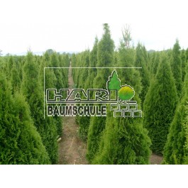 Thuja Smaragd 180/200 cm