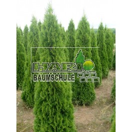 Thuja Smaragd 200/225 cm