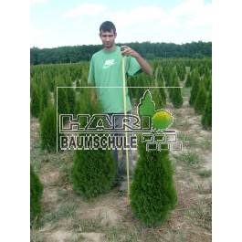 Thuja Smaragd 140 cm