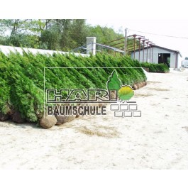 Thuja Smaragd 225/240 cm