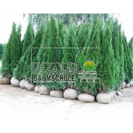 Thuja Smaragd 250/300 cm