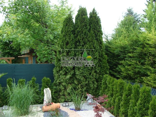 Thuja Smaragd 250/300 cm - Thuja Smaragd