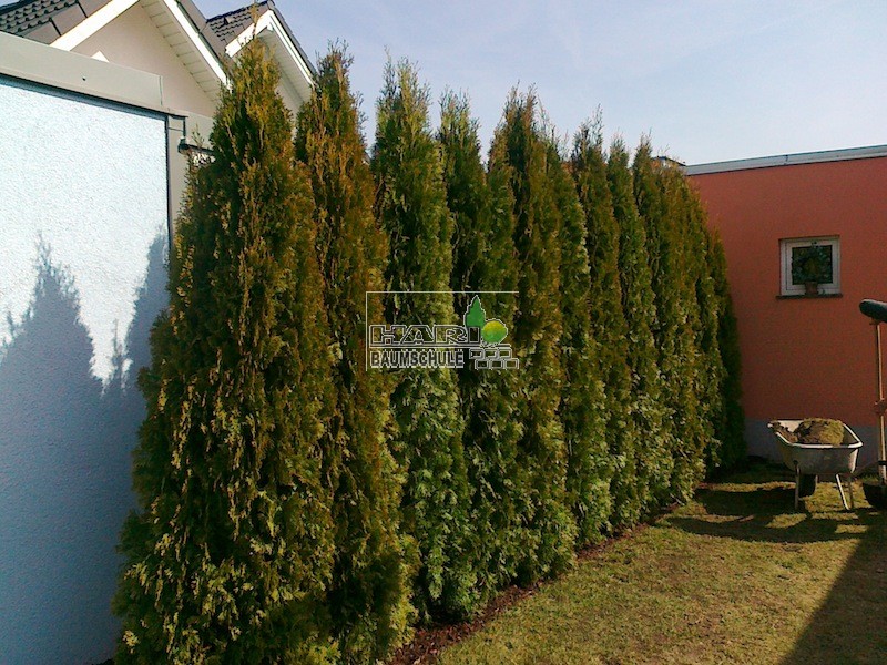Thuja Smaragd 250/300 cm
