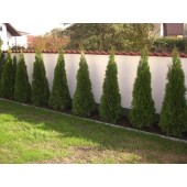 Thuja Smaragd 140 cm