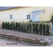 Taxus (Taxus media Hicksii) 100/125 cm