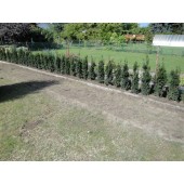 Taxus (Taxus media Hicksii) 80/100 cm