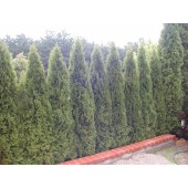 Thuja Smaragd 225/240 cm
