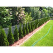 Thuja Smaragd 80/100 cm
