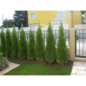 Thuja Smaragd 150/160 cm