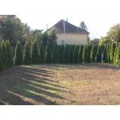 Thuja Smaragd 140/150 cm
