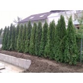 Thuja Smaragd 250/300 cm