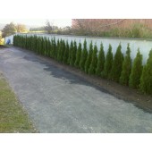 Thuja Smaragd 110/125 cm