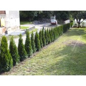Thuja Smaragd 100/110 cm