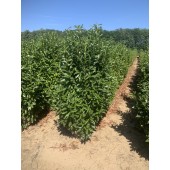 Prunus (Prunus laurocerasus 'Genolia'  ®)180/200 cm