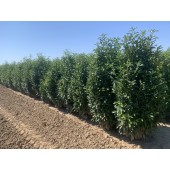Prunus (Prunus laurocerasus 'Genolia'  ®) 200/220 cm