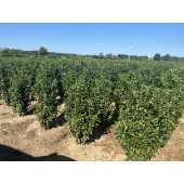 Prunus (Prunus laurocerasus 'Genolia'  ®) 140/160 cm