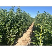 Prunus (Prunus laurocerasus 'Genolia'  ®) 160/180 cm