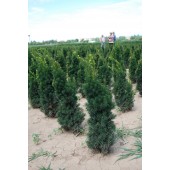Taxus (Taxus media Hicksii) 60/80 cm