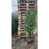 Prunus (Prunus laurocerasus 'Genolia'  ®) 120/140 cm